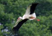 Weissstorch - White Stork  (Ciconia ciconia)